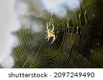 Blurred silhouette of a spider...