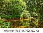 Small photo of Reflection of bamboo trees on the water of the Marianne River located in Blanchisseuse, Trinidad, West Indies.