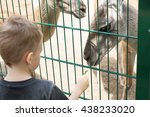 Little Kid Feeding Big Lama...