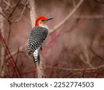 Red Bellied Woodpecker  Perched ...