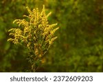 Small photo of Yellow ragweed blooms in the meadow, shallow depth of field, allergic plant, allergy season