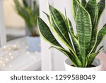 Decorative sansevieria plant in room, closeup