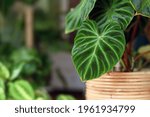 Small photo of Close up of topical 'Philodendron Verrucosum' houseplant with dark green veined velvety leaves in flower pot with other plants in blurry room background