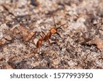 Small photo of Army Ant photographed in Linhares, Espirito Santo. Southeast of Brazil. Atlantic Forest Biome