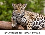 Jaguar  Panthera Onca   Lay On...