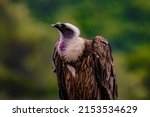 Close Up Of A Vulture Portrait