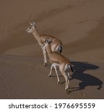 Small photo of Sand Gazelle (Reem), die nur im Sudwesten des Iran und im Sudosten des Irak vorkommt und eine Bevolkerung von weniger als 100 Kopfen hat. Dieser Hirsch lebt in Sanddunen und ernahrt sich von Sandpflan