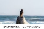 Turkey Vulture Bird Standing On ...