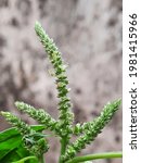Small photo of Amaranthus retroflexus is a species of flowering plant in the family Amaranthaceae with several common names, including red-root amaranth, redroot pigweed, red-rooted pigweed, pigweed amaranth.