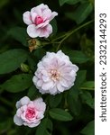 Small photo of Camellia japonica, known as common camellia, or Japanese camellia, is a species of Camellia, a flowering plant genus in the family Theaceae.