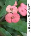 Small photo of Euphorbia geroldii, commonly called Gerold's Spurge or Thornless Crown of Thorns, is a plant species in the Euphorbiaceae family.