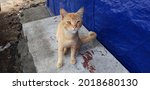 Small photo of SURABAYA, INDONESIA - A one eyed street cat stared at me on July, 17 2021 in Surabaya, Indonesia. Cats are finicky creatures, they tend to stake their claim upon initial meeting.