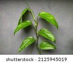 Small photo of Epipremnum pinnatum plant whose roots propagate on the wall