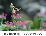 Butterfly Sanctuary In La Paz...