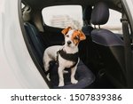 Cute Small Jack Russell Dog In...