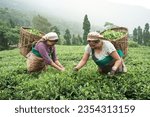 Small photo of Rangli Rangliot, West Bengal India-july 28 2023: Tea garden workers plucking tea leaves in Darjeeling hills during monsoon. Only female workers can pluck tea leaves.