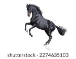 Black Horse rearing up isolated on white background