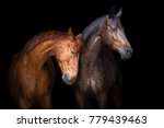 Two Horse Close Up Isolated On...