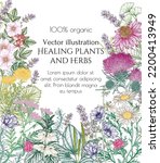 Vector Frame Of Medicinal Herbs ...