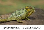 a nice green chameleons lizard... | Shutterstock . vector #1981543640