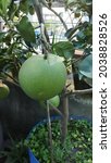 pomelo fruit in the tree | Shutterstock . vector #2038828526
