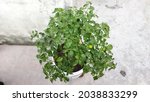 chilli tree in a pot | Shutterstock . vector #2038833299