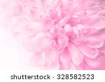 Beautiful Pink Chrysanthemum...