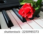 Red Rose On Piano Keys. Close...