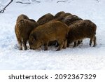 Horizontal image of a group of wild boars eating in the snow. 
