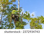 Professional arborist in safety ...