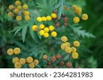 Small photo of Yellow tansy flowers, Tanacetum vulgare, common tansy, bitter button, cow bitter, or golden buttons in the green meadow.