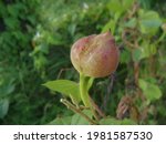 Small photo of flower ud of turpeth tree