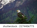 Bald eagle in tree in british...
