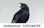 Screaming Black Raven Portrait