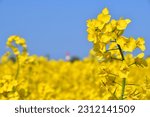Close-up of a rapeseed blossom in front of a blurred rapeseed field and a lighthouse