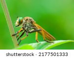 The Asilidae Are A Family Of...