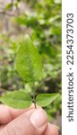 This photo is of Aegle marmelos leaf (bel patra). 