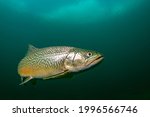 Underwater photo of a tiger trout swimming in greenish water of Gruebelsee in Alps in Austria