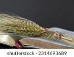Small photo of Stalk of barley on open holy bible book with golden pages with dark background. A closeup. Spring harvest season, Christian spiritual firstfruits, offering to God Jesus Christ, biblical concept.