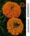 Small photo of Marigolds are one of the edible flowers that are often used in salads. It has a sharp, slightly spicy and slightly bitter taste. The bright yellow flower petals can whet your appetite.