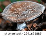 A Mushroom Stands In A German...