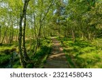 Small photo of A wooden path leads through the former high moor. The Venner Moor nature reserve is surrounded by a moor forest.