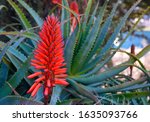 Aloe Succulent Plant With Red...