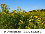 Small photo of Tansy (Tanacetum vulgare) yellow flowers on the meadow.Medical herb tansy.Herbal medicine, medicinal plants and herbs concept.Selective focus.