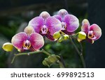 Orchid Flower In Tropical...