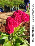 Small photo of Red bright Coxcomb in morning day.