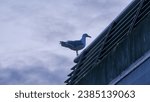 Small photo of glaucous gull (Larus hyperboreus) perched on the roof of a building in Vancouver water front in early morning during summer