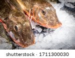 Red Gurnard Fish On Fish Market