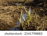 Small photo of Landscape of flowing winding stream water in a early spring, blue water and grass, sunny day, spring awakening, rivulet.