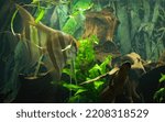 Small photo of Scalar aquarium fish, pterophyllum scalare. Aquarium tank with scalar.